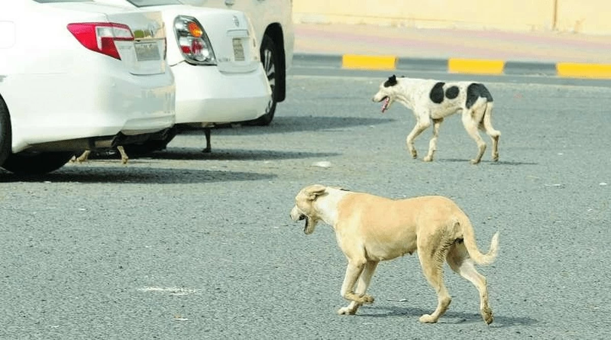 कुवेतमा छाडा कुकुर